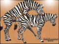 Gay_Zebra_Stallions.jpg